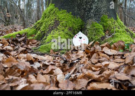 Fee-Tür am Fuß des Baumes in Laubwäldern im Winter, Hampshire, England, Großbritannien, Europa Stockfoto