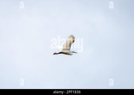 Ein kleiner Reiher im Flug über einen bewölkten Himmel Stockfoto