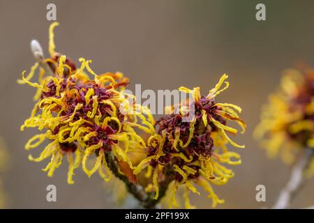 Leuchtend goldgelbe Blüten der chinesischen Hexe Hazel hamamelis mollis mit verschwommenem Hintergrund Stockfoto