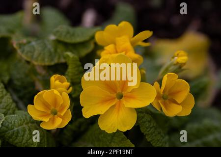 Hübsche gelbe Primrosen im Frühling Stockfoto