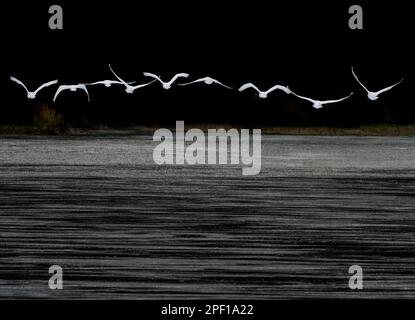 Fliegende Jupperschwäne am Weser River, Wesertal, Oberes Weser Valley, Weser Uplands, Weserbergland, Hessen, Deutschland Stockfoto