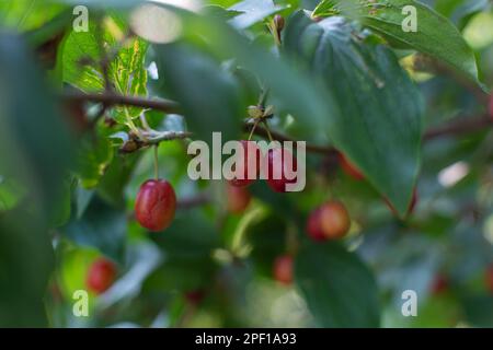 Reife rote Hundeholzbeeren zwischen den Blättern eines grünen Busches. Selektiver Fokus. Stockfoto