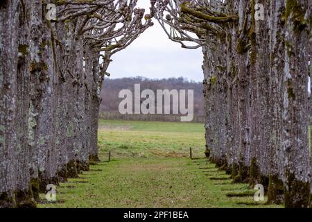 An einem Frühlingstag bietet sich Ihnen ein Spaziergang durch die gelobte Limette in die englische Landschaft an Stockfoto