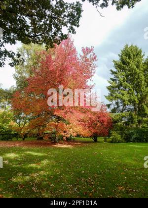 acer rubrum der rote Ahorn mit wunderschönem Herbstlaub Stockfoto