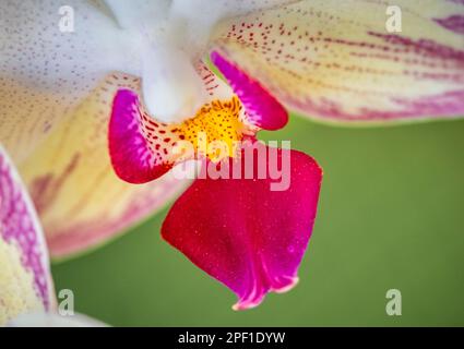 Nahaufnahme der gelben roten Orchidee Stockfoto