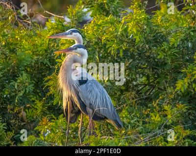 Zwei große Blaureiher in der Venice Audubon Rookery in Venice, Florida, USA, Stockfoto