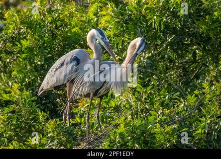 Ein Paar große Blaureiher mit einem Zweig zum Nestbau in der Venice Audubon Rookery in Venice, Florida, USA Stockfoto