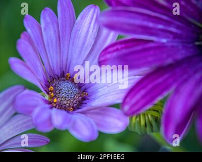 Nahaufnahme von rosa oder lila leuchtenden Lichterblumen Stockfoto