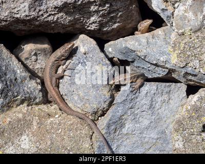 Madeiranische Eidechse, Teira dugesii, in Fontes auf Madeira. Stockfoto