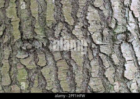 Alte Baumrinde mit Rissen und Augenknoten Stockfoto