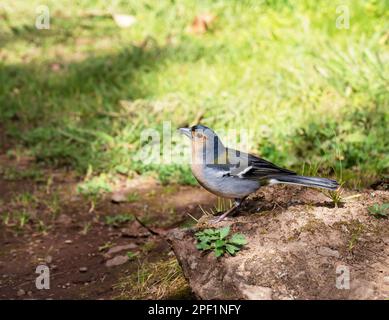 Ein madeiranischer Chaffinch, Fringilla coelebs maderensis auf Madeira, eine auf der Insel endemische Art. Stockfoto