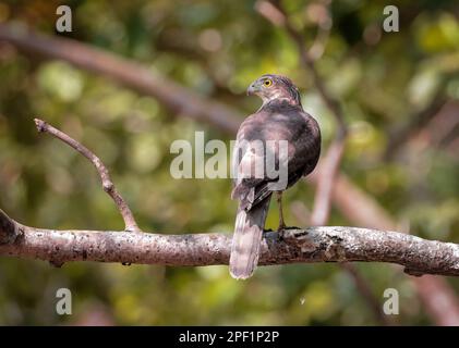 besra, auch als sperber der besra bezeichnet, ist ein Raubvogel in der Familie der Accipitridae. Dieses Foto wurde von Sundarbans, Bangladesch, aufgenommen. Stockfoto