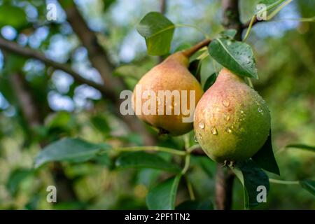 Reife, nasse Birnen mit roten Fässern bedeckt mit Regentropfen auf einem Ast im Garten. Echtes Foto. Ernte. Gartenarbeit. Stockfoto