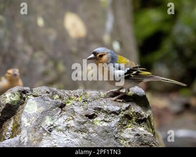 Ein madeiranischer Chaffinch, Fringilla coelebs maderensis auf Madeira, eine auf der Insel endemische Art. Stockfoto