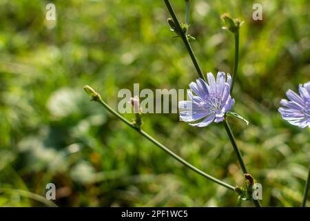 Nahaufnahme gewöhnlicher Zichorie (lat. Cichórium íntybus). Eine mehrjährige krautige Pflanze aus der Gattung Cichorium, Familie Asteraceae. Stockfoto