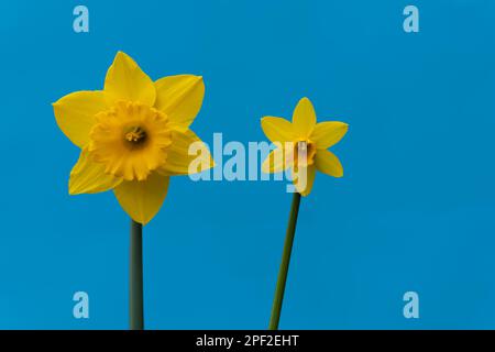 Zwei blühende Narzissen auf blauem Hintergrund, wunderschöne gelbe Narzissenblüten isoliert Stockfoto