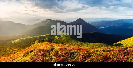 Malerische Panorama-Landschaft mit magischen rosa Rhododendron-Blumen, die in den Frühlingsbergen blühen, und blauem Himmel mit Wolken. Karpaten, Ukraine Stockfoto