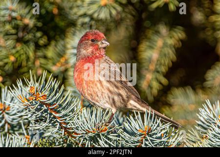 Ein hübscher männlicher Hausfink, der schön in einem Colorado Blue Fichte Baum sitzt. Stockfoto