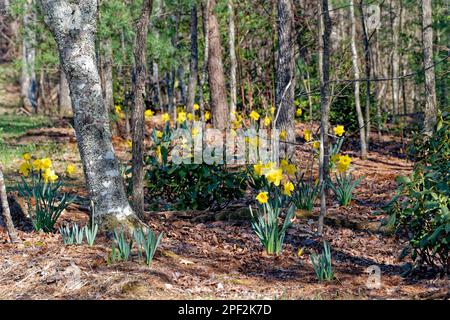 Leuchtend gelbe Narzissen wachsen wild in einem bewaldeten Gebiet zwischen den Bäumen an einem sonnigen Tag im Frühling Stockfoto