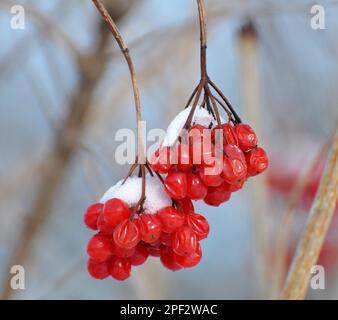 Auf einem Zweig eines Buschs, ein Haufen roter Beeren, Wachmann Rose, Viburnum opulus Stockfoto