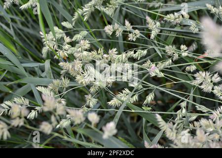 Wertvolles Futtergras Dactylis glomerata wächst in der Natur Stockfoto