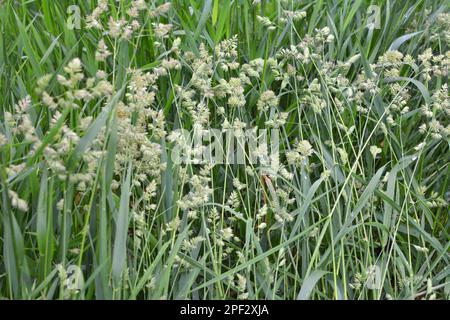 Wertvolles Futtergras Dactylis glomerata wächst in der Natur Stockfoto