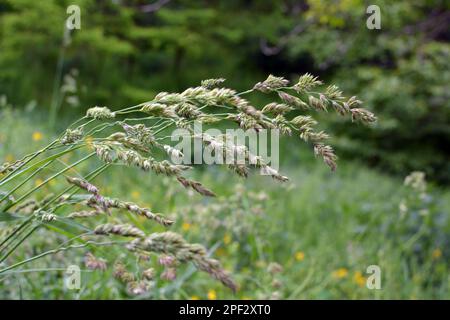 Wertvolles Futtergras Dactylis glomerata wächst in der Natur Stockfoto