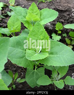 Im Frühjahr wächst im Garten die essbare Pflanzenkorre (Atriplex hortensis) Stockfoto