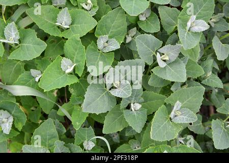 Im Frühjahr wächst im Garten die essbare Pflanzenkorre (Atriplex hortensis) Stockfoto