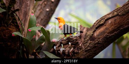 Scharlachkopf, Amblyramphus Holosericeus, schwarzer Vogel mit orangefarbenem rotem Kopf im tropischen Dschungelwald, das beste Foto Stockfoto