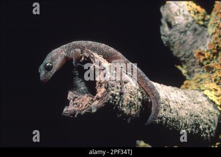 Tarantolino, Europäischer Blattzehenengel Phyllodactylus europaeus. Dieser Gecko, die kleinste der europäischen Arten, ist auf Korsika und Sardinien endemisch Stockfoto