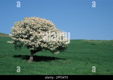 Birnenbaum. Bunnari, Sassari, Sardinien, Italien. Wildbirne (Pyrus amygdaliformis) auf einem Kulturfeld. Bunnari, Sassari, Osilio, Sardinien, Italien. Stockfoto