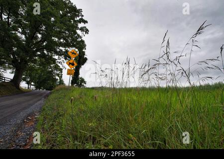 UNITED STATES - Juni 10, 2019: Snake Hill Road in der Nähe der Stadt Middleburg. (Foto von Douglas Graham/WLP) Stockfoto