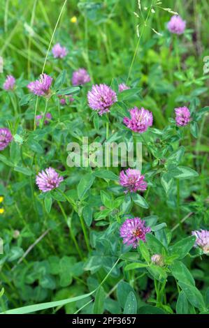 Wiesenklee (Trifolium pratense) wächst auf der Wiese zwischen Wildgräsern Stockfoto