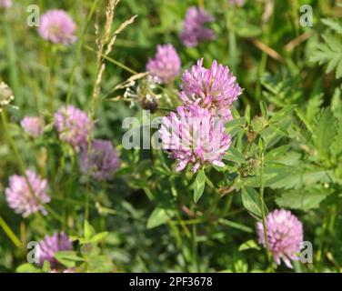 Wiesenklee (Trifolium pratense) wächst auf der Wiese zwischen Wildgräsern Stockfoto