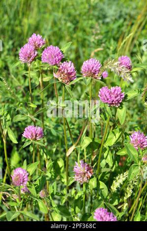Wiesenklee (Trifolium pratense) wächst auf der Wiese zwischen Wildgräsern Stockfoto