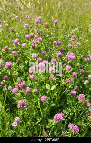 Wiesenklee (Trifolium pratense) wächst auf der Wiese zwischen Wildgräsern Stockfoto