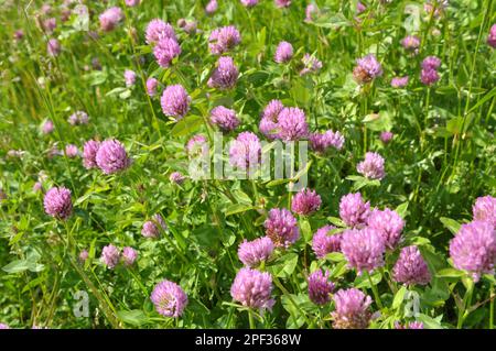 Wiesenklee (Trifolium pratense) wächst auf der Wiese zwischen Wildgräsern Stockfoto