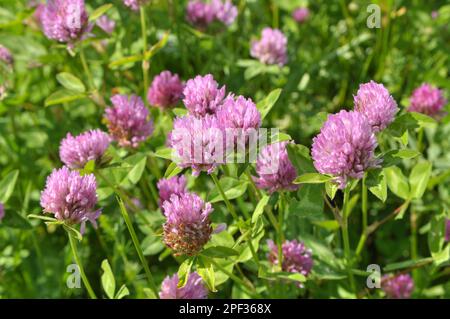 Wiesenklee (Trifolium pratense) wächst auf der Wiese zwischen Wildgräsern Stockfoto