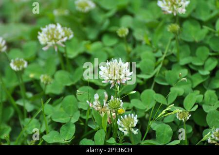 In der Natur blüht Weißklee, trifolium repens Stockfoto