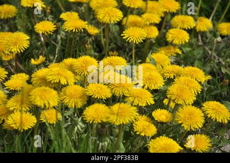 Der Löwenzahn (Taraxacum officinale) wächst im Frühling in der Wildnis Stockfoto