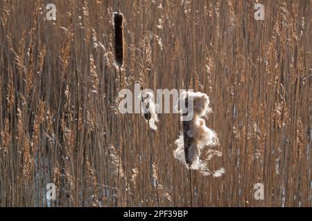 Reife Stacheln aus gewöhnlichem Busch, die flauschige Schmerzen in einem Schilffeld freisetzen Stockfoto