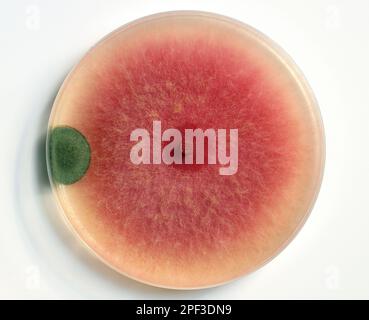 Kultur von Schimmelbildung in einer Petrischale auf einem PDA, Agar-Nährplatte, Kolonien von Fusarium (rot, rosa) und Penicillium (blau, grau) Pilzen. Stockfoto