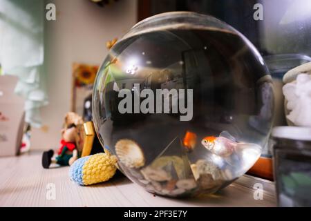 Helle kleine Goldfische im runden Glasaquarium auf dem Tisch im Kinderzimmer. Stockfoto