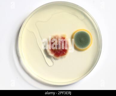 Eine Petrischale mit wachsenden Kulturen von Mikroorganismen, Pilzen und Mikroben. Eine Petrischale („Petrischale“), auch als Petrischale oder Zellkulturschale bezeichnet. Stockfoto