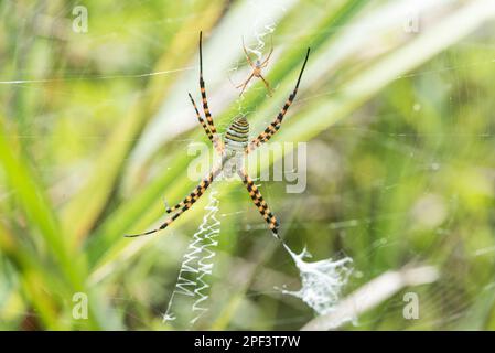 Weiblich und männlich Agriope sp. Spinnen in einem Netz in Mexiko Stockfoto