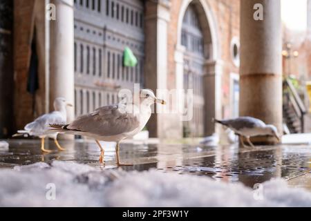 Gelbbbbeinige Möwen (Larus michahellis) sammeln die Fischreste auf dem Rialto Fischmarkt Stockfoto