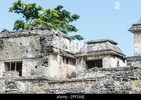 Teil der nördlichen Gebäudegruppe in der Maya-Stätte Palenque, Mexiko Stockfoto