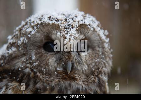 Kleine Tawny-Eule, die auf Schnee sitzt, und frischer, schneebedeckter Vogel. Stockfoto