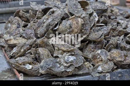 Geerntete Austern „Crassostrea virginica“, Vorbereitung zum Abschucken, Golfküste, Texas, Stockfoto